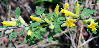 Chamaecytisus blooms in the wild in spring clipart