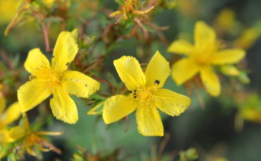 Vahşi doğada ormanda hiperikum performansı açar. 