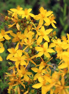 Vahşi doğada ormanda hiperikum performansı açar. 