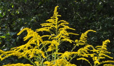 Solidago canadensis, son dönemde doğada vahşice çiçek açar.