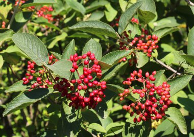 Yazın viburum tam yapraklıdır (Viburnum lantana) böğürtlenler olgunlaşır