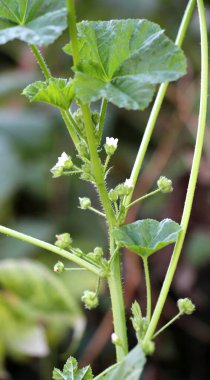 Mallow, Malva pusilla, Malva rotundifolia yazın doğada yetişir.