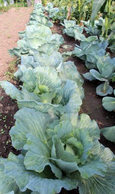 Bahçedeki organik açık alanda lahana yetişiyor.