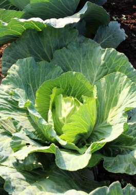 Bahçedeki organik açık alanda lahana yetişiyor.