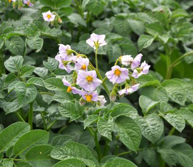 Çiftçi tarlasında, patates çiçekleri boldur.