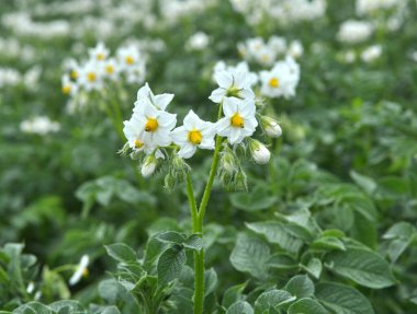 Çiftçi tarlasında, patates çiçekleri boldur.