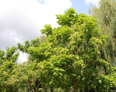 Kapsüllü ve yapraklı katalpa ağacı dalları