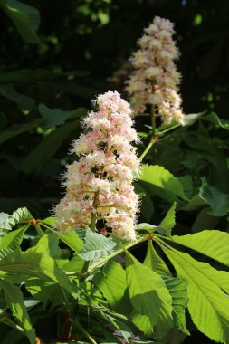 İlkbaharda kestane çiçekleri doğada açar (Aesculus hipokastanum, acı kestane)