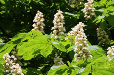 İlkbaharda kestane çiçekleri doğada açar (Aesculus hipokastanum, acı kestane)