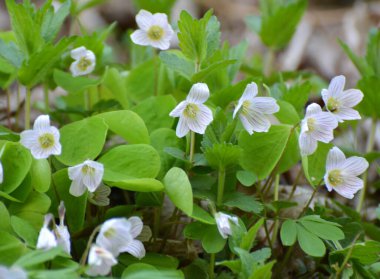 Vahşi ormanda ilk bahar çiçekleri Oxalis acetosella çiçek. 