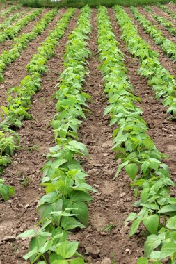 Fasulye tarlada açık alanda yetişir.