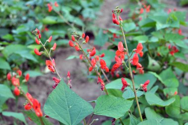 Genel fasulye (Fhaseolus vulgaris) bahçede açık alanda çiçek açar