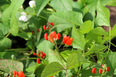 Genel fasulye (Fhaseolus vulgaris) bahçede açık alanda çiçek açar