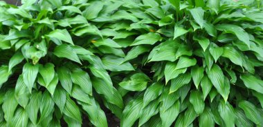 Baharda pansiyon bahçede büyür.