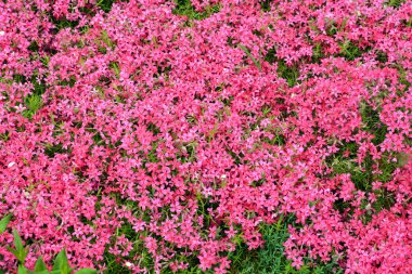 İlkbaharda, feniks subulata çiçek açar.