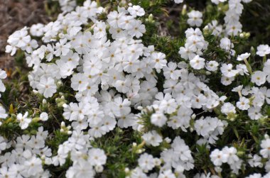 İlkbaharda, feniks subulata çiçek açar.