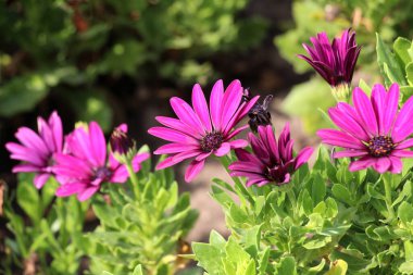 Bahçede, bir çiçek tarhında, çalılı bir papatya (Osteospermum fruticosum) çiçek açar