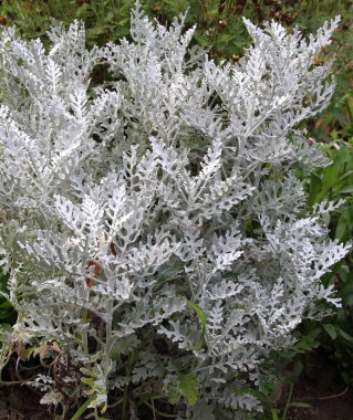 Süslü bir bitki olarak, bahçelerde Cineraria maritima yetişir..