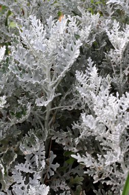 Süslü bir bitki olarak, bahçelerde Cineraria maritima yetişir..
