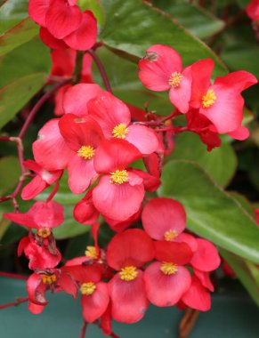 Begonia flowers are used in landscape design clipart