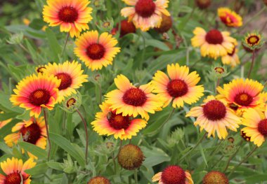 Dolu çiçekleri yazın bahçede açar.