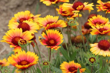 Dolu çiçekleri yazın bahçede açar.