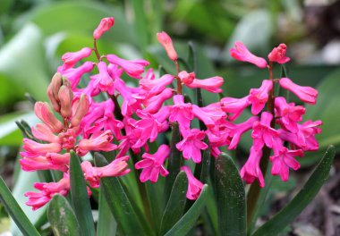 Bahar bahçesinde sümbüller açıyor.