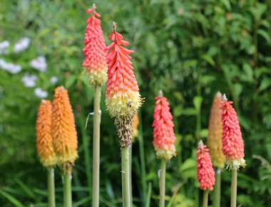 In summer, kniphofia uvaria blooms on a flowerbed in the garden clipart