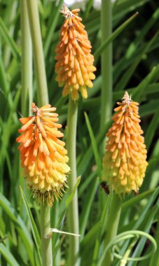 In summer, kniphofia uvaria blooms on a flowerbed in the garden clipart