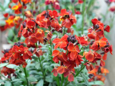 Baharda, çiçek bahçesindeki bahçede Erysimum cheiri (Cheiranthus cheiri) çiçek açar.