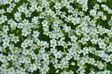 Saxifraga çiçekleri baharda bahçede açar.