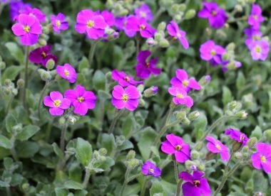 Aubrieta blooms in a spring flower bed in a garden clipart