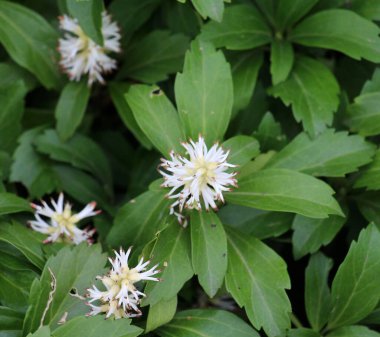 Değerli yer örtüsü cüce yarı çalı Pachysandra terminali bahçede yetişir.