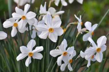 İlkbaharda, narsis (nergisler) çiçek tarhında açar..