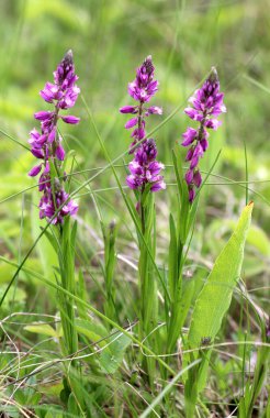İlkbaharda, Polygala komandoları otların arasında açarlar.
