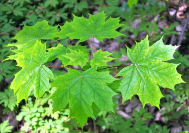 Akçaağaç (Acer platanoides) ilkbaharda doğal olarak çiçek açar