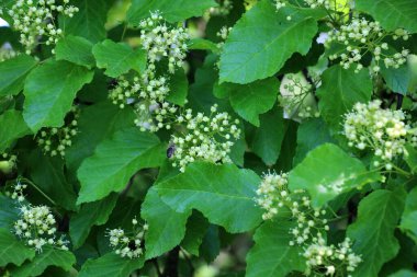 İlkbaharda, Tatar akçaağaç (Acer tataricum) ormanda yetişir.