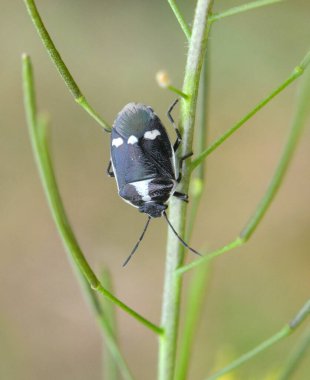 The pest on the plant is the rapeseed bug (Eurydema oleracea) clipart