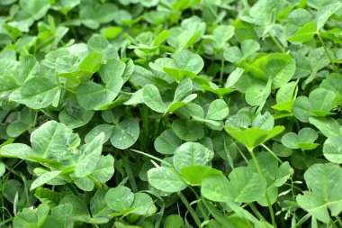 Bahar çiftliğinde genç yonca büyümek