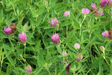 In the meadow, among the wild grasses blooms clover middle  (Trifolium medium) 