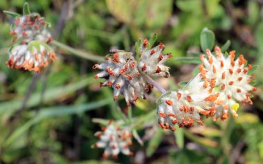 Anthyllis savunmasızlığı yazın doğada büyür.