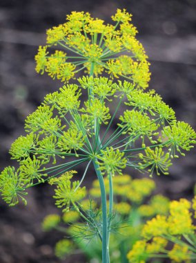 Bahçedeki açık arazide dereotu yetişir (Anethum Graveolens)