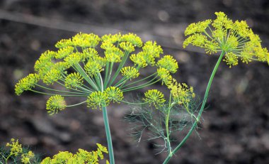 Bahçedeki açık arazide dereotu yetişir (Anethum Graveolens)