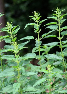 Dioecious Isırgan (Urtica dioica) doğal çalılıklarda yetişir