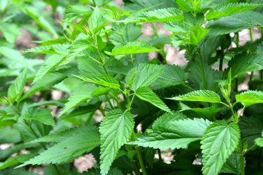 Dioecious Isırgan (Urtica dioica) doğal çalılıklarda yetişir