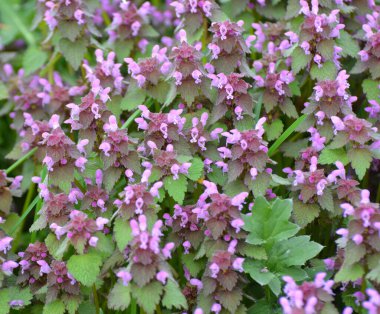 Vahşi, sağır, ısırgan otu morunda çiçek açar (Lamium purpureum))
