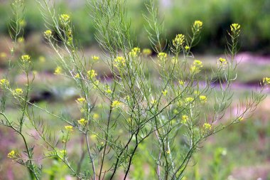 Baharda Descurainia doğada büyür.