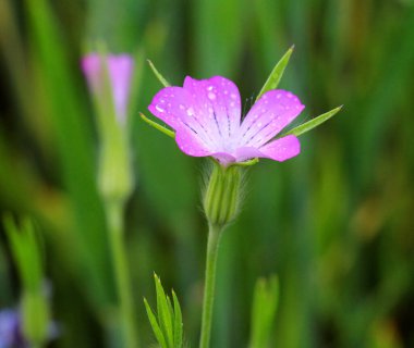 Zehirli ot Agrostemma githago mısır gevreği tarlasında yetişir.