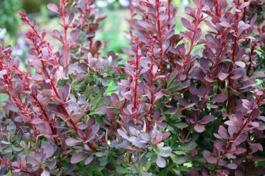 Thunberg's barberry (Berberis thunbergii) grows in the garden in sprin