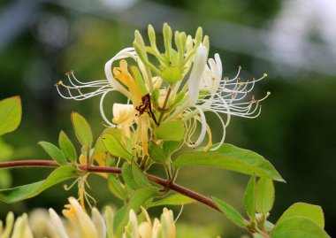 Bahçede bir hanımeli çalısı (Lonicera) çiçek açıyor.